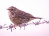 Meadow Pipit at Fleet Head (Steve Arlow) (53101 bytes)